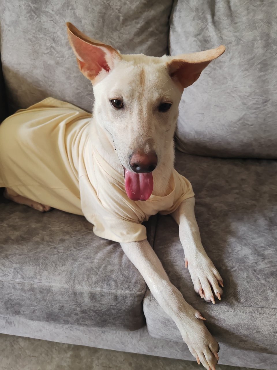 Mitchell  - Mixed Breed Dog