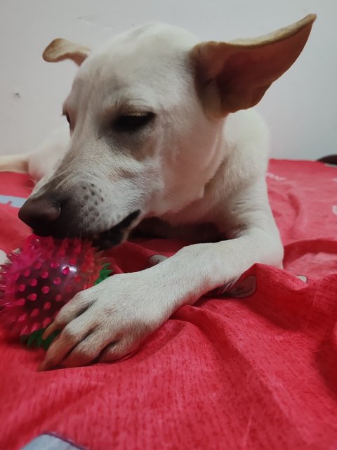Mitchell  - Mixed Breed Dog