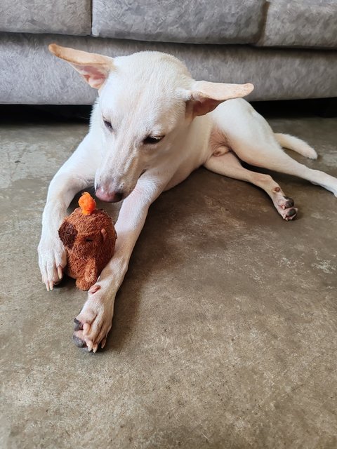 Mitchell  - Mixed Breed Dog