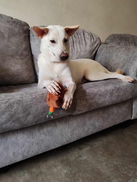Mitchell  - Mixed Breed Dog