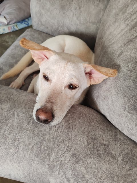 Mitchell  - Mixed Breed Dog