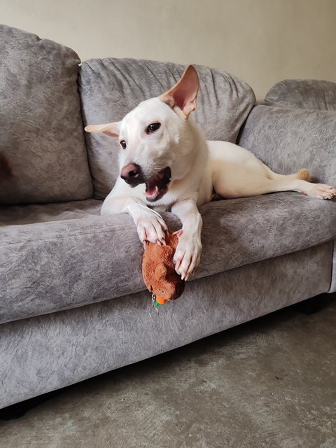 Mitchell  - Mixed Breed Dog