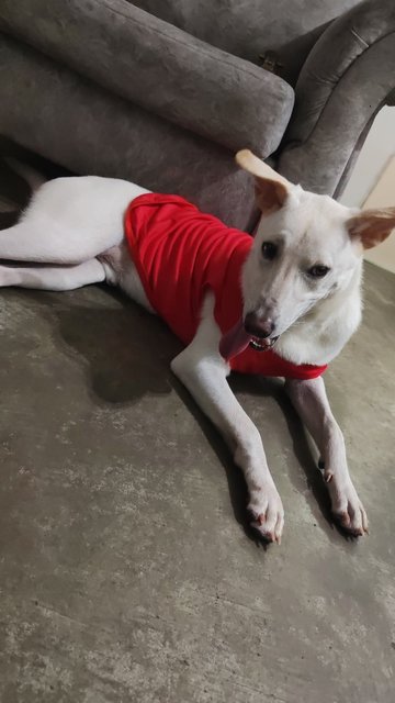Mitchell  - Mixed Breed Dog
