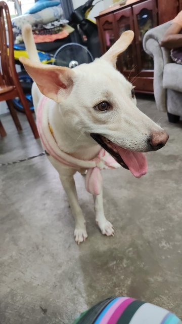 Mitchell  - Mixed Breed Dog