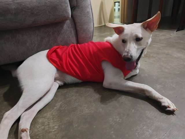 Mitchell  - Mixed Breed Dog