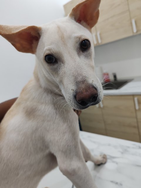 Mitchell  - Mixed Breed Dog