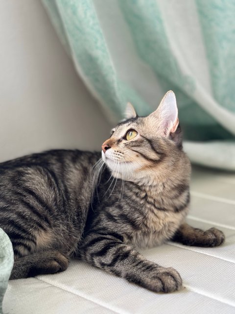Kyo - Domestic Long Hair Cat
