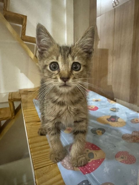 Kitty  - Domestic Short Hair Cat