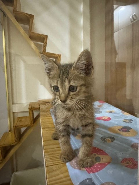 Kitty  - Domestic Short Hair Cat