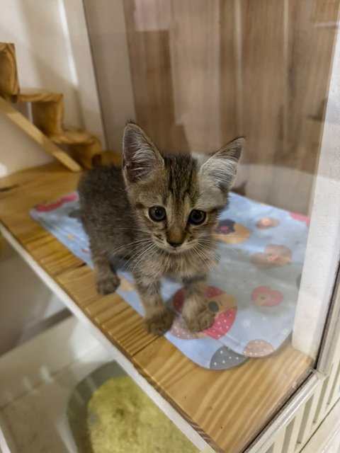 Kitty  - Domestic Short Hair Cat