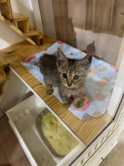 Kitty  - Domestic Short Hair Cat