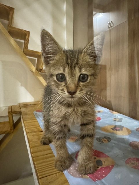 Kitty  - Domestic Short Hair Cat