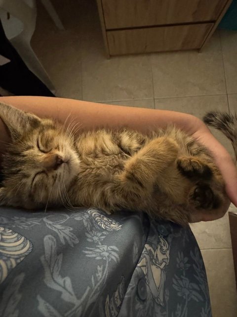 Kitty  - Domestic Short Hair Cat