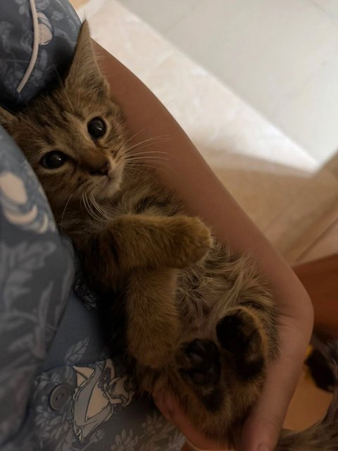 Kitty  - Domestic Short Hair Cat