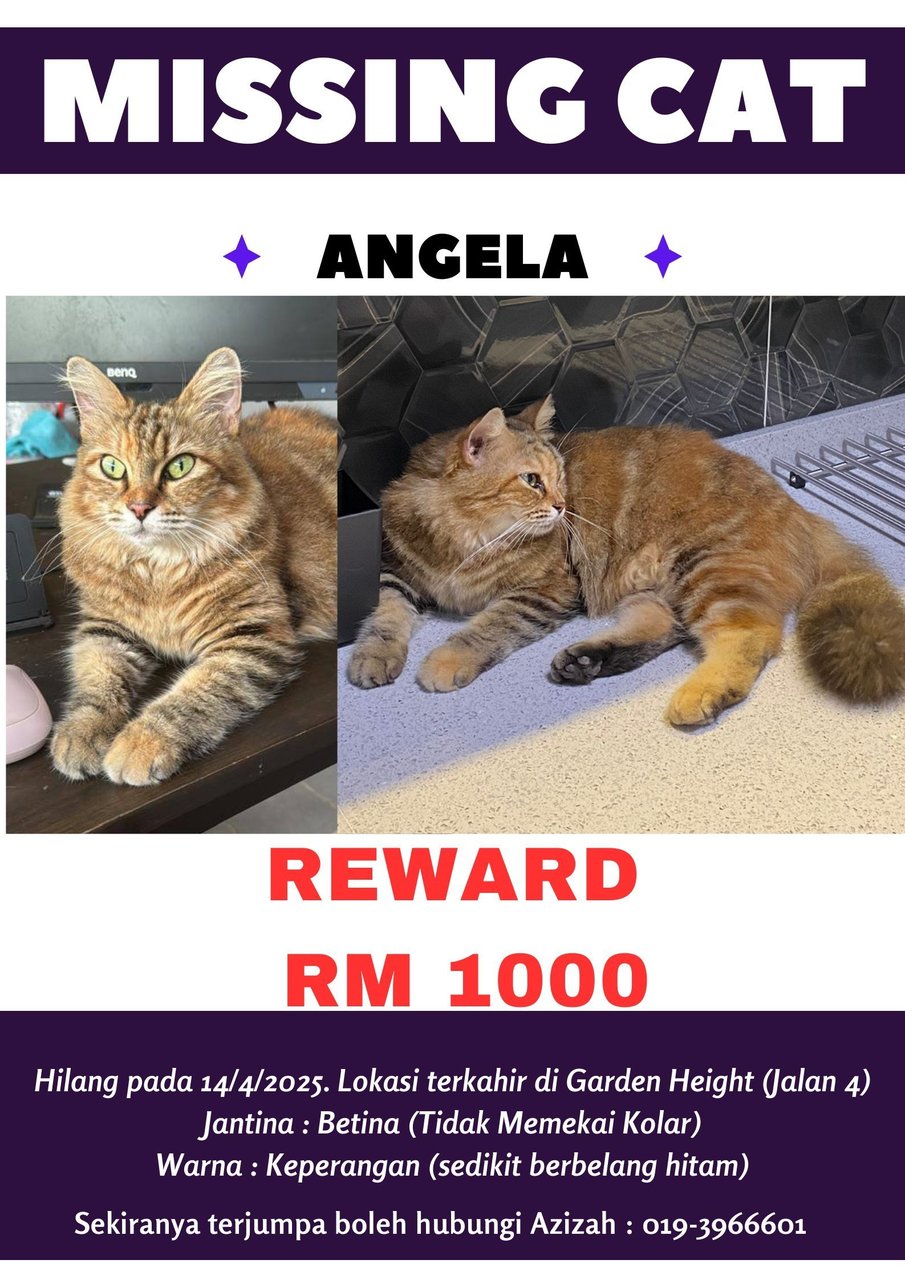 Angela - Turkish Angora + Domestic Long Hair Cat