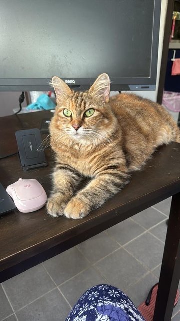 Angela - Turkish Angora + Domestic Long Hair Cat
