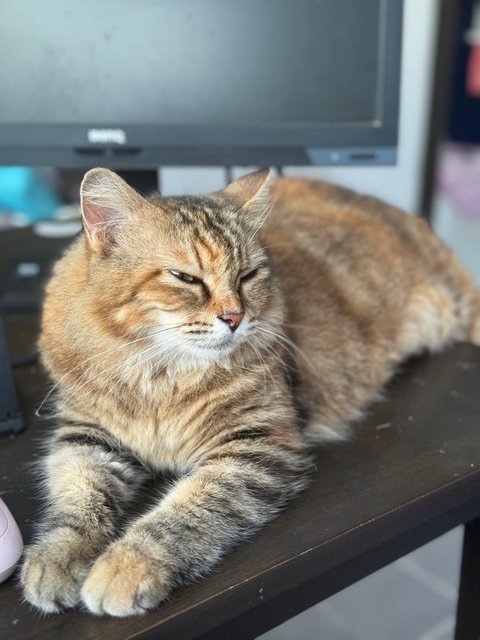 Angela - Turkish Angora + Domestic Long Hair Cat