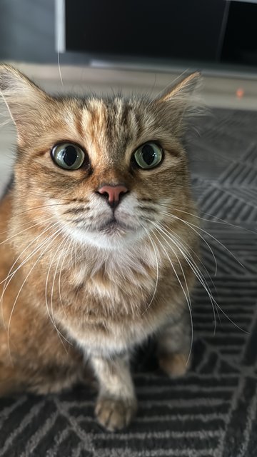 Angela - Turkish Angora + Domestic Long Hair Cat