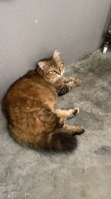 Angela - Turkish Angora + Domestic Long Hair Cat