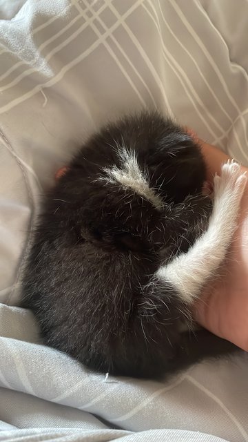 Bintang - Tuxedo Cat