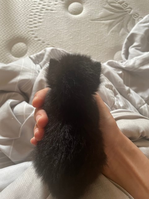 Bintang - Tuxedo Cat