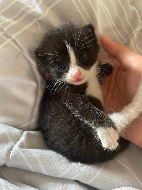 Bintang - Tuxedo Cat