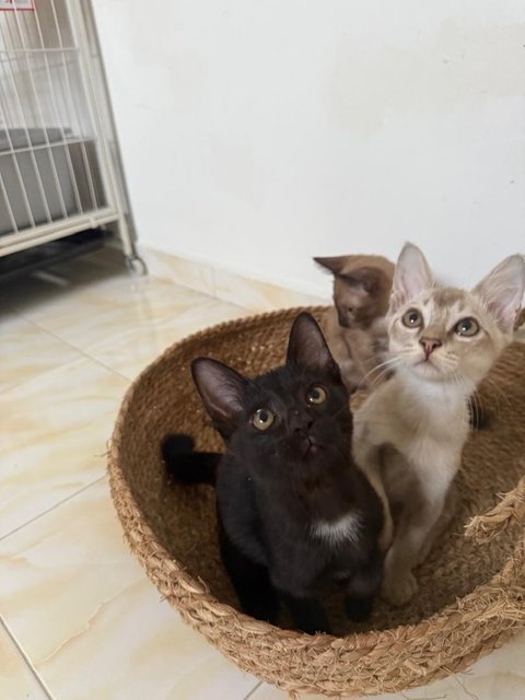 Bella - Domestic Short Hair Cat