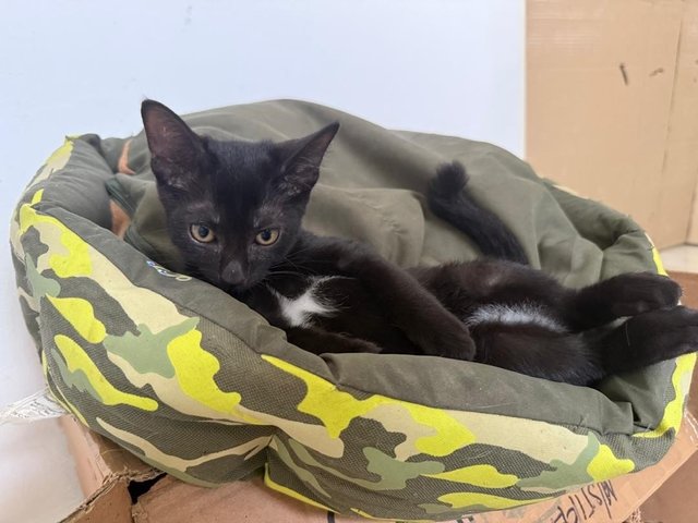 Bella - Domestic Short Hair Cat