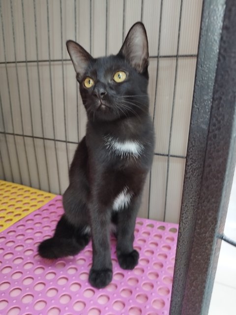 Bella - Domestic Short Hair Cat