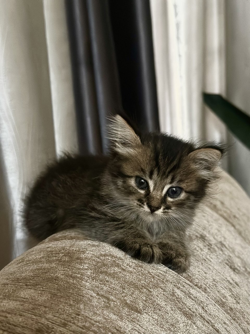Cici - Persian + Domestic Long Hair Cat