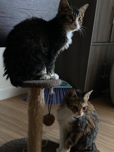 Leo And Gwen - Domestic Short Hair + Domestic Medium Hair Cat