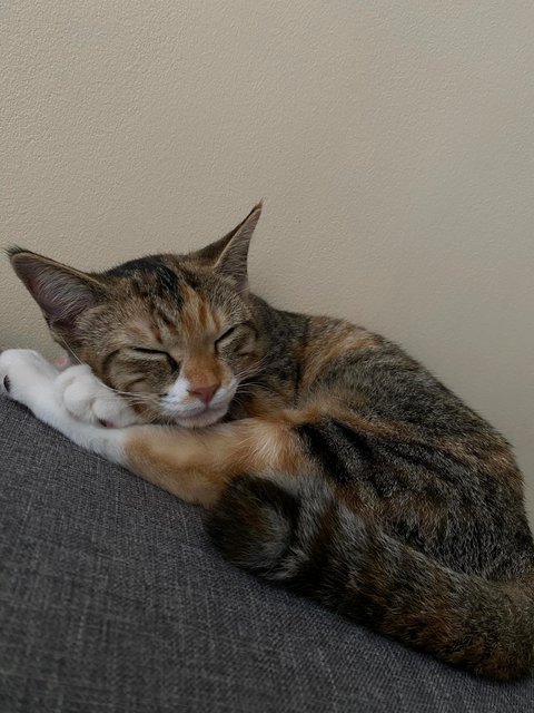 Leo And Gwen - Domestic Short Hair + Domestic Medium Hair Cat