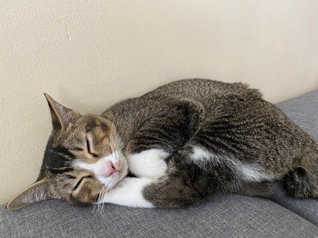 Leo And Gwen - Domestic Short Hair + Domestic Medium Hair Cat