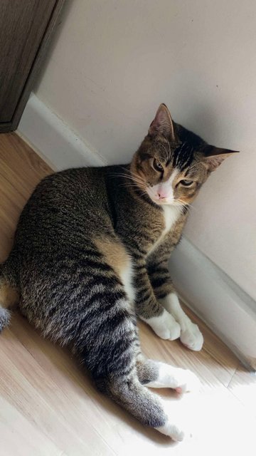 Leo And Gwen - Domestic Short Hair + Domestic Medium Hair Cat