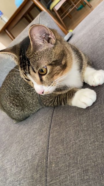 Leo And Gwen - Domestic Short Hair + Domestic Medium Hair Cat
