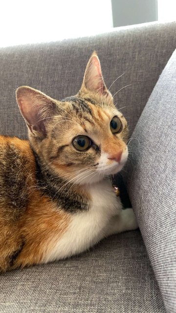 Leo And Gwen - Domestic Short Hair + Domestic Medium Hair Cat