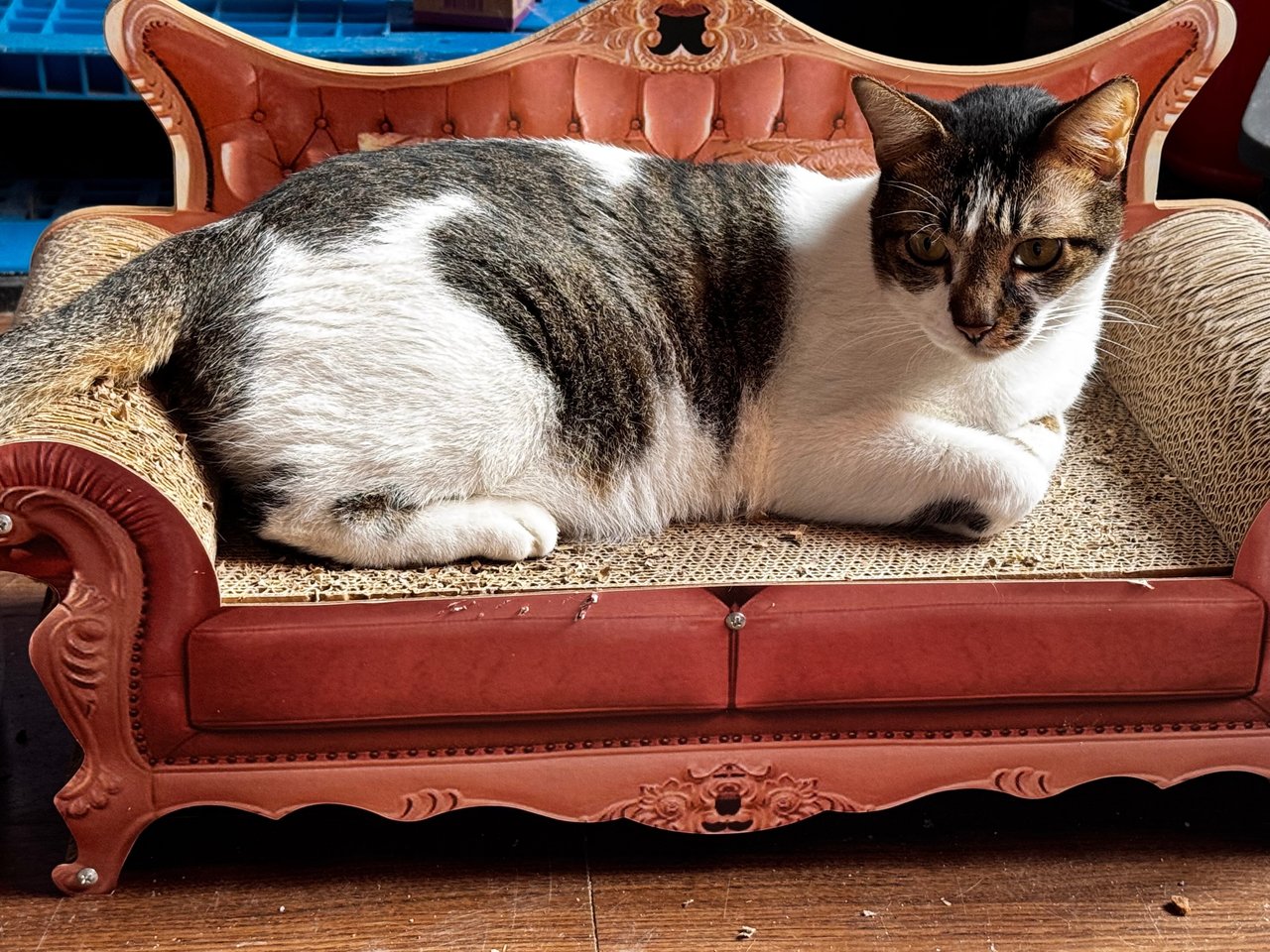 Henry - Domestic Short Hair Cat