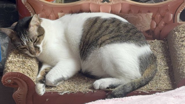 Henry - Domestic Short Hair Cat