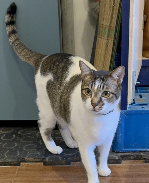 Henry - Domestic Short Hair Cat