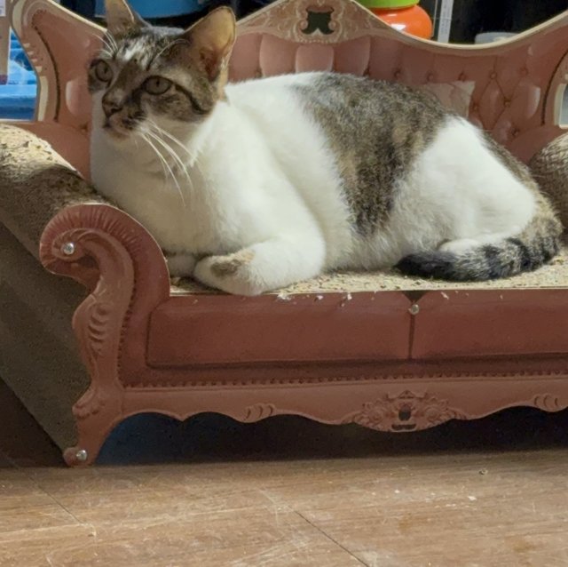 Henry - Domestic Short Hair Cat