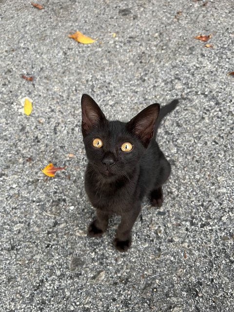Three Meowsketeers  - Domestic Short Hair Cat