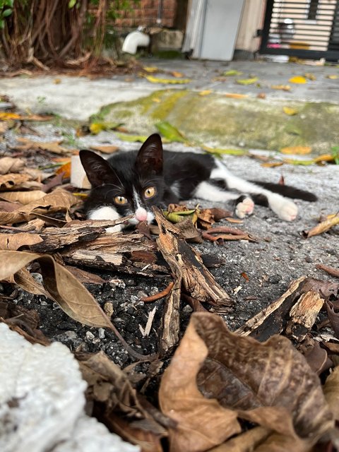 Three Meowsketeers  - Domestic Short Hair Cat
