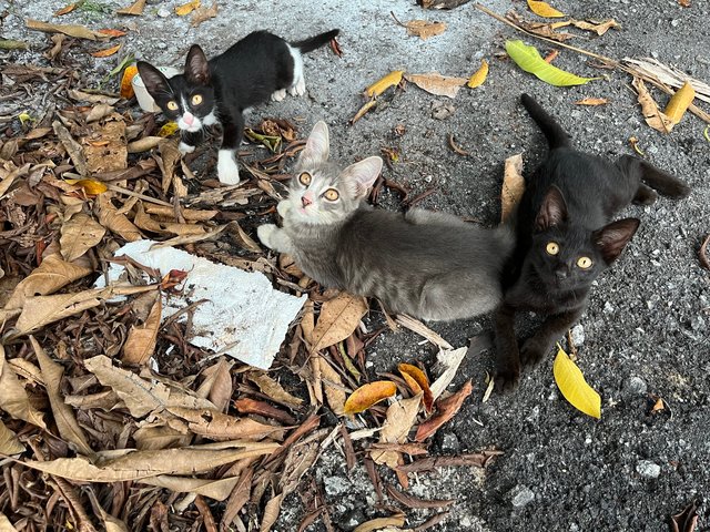 Three Meowsketeers  - Domestic Short Hair Cat