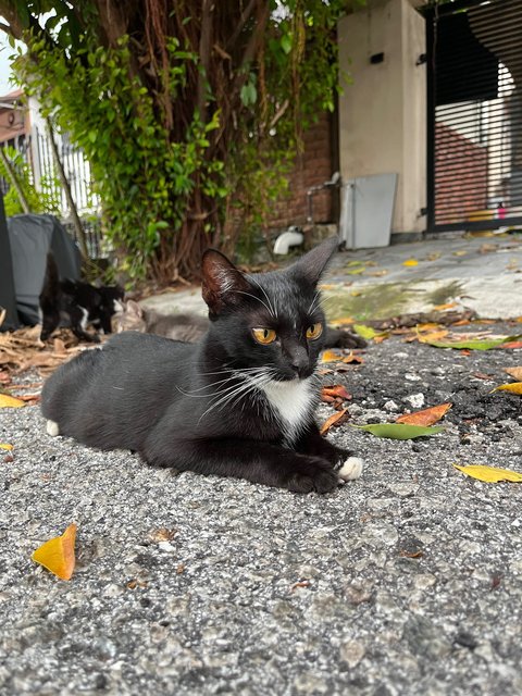 Three Meowsketeers  - Domestic Short Hair Cat