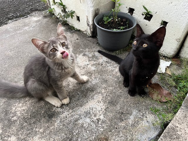 Three Meowsketeers  - Domestic Short Hair Cat