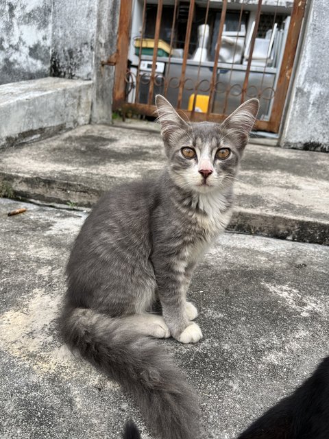 Three Meowsketeers  - Domestic Short Hair Cat