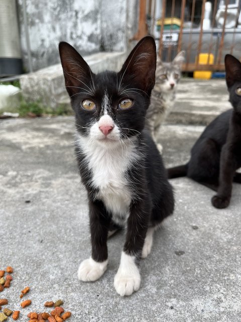 Three Meowsketeers  - Domestic Short Hair Cat
