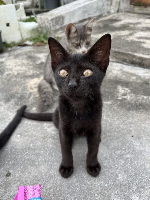 Three Meowsketeers  - Domestic Short Hair Cat