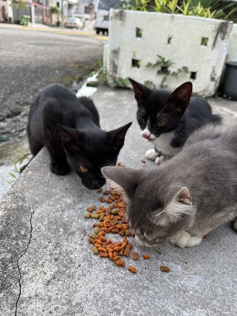 Three Meowsketeers  - Domestic Short Hair Cat