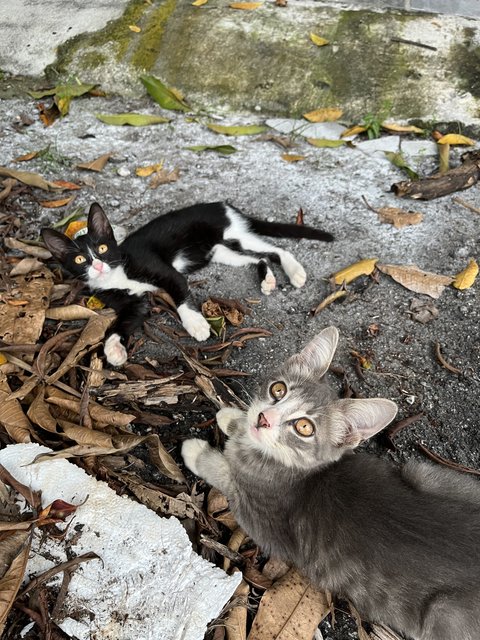 Three Meowsketeers  - Domestic Short Hair Cat